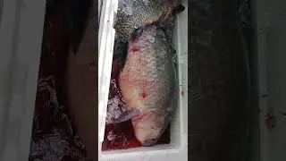 Catching Buffalo ribs