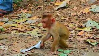 SO Saad!! Pity Poor baby Monkey LEO was Dragged and Fiight so Cru(el) by Mom Libby again.