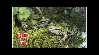 Amphibian Species Disappearing in Asia Likely Due to Korean War - Research