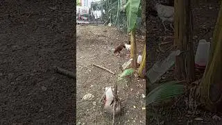 Native Hens: Nature’s Hardy Layers