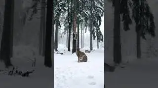 Wild and Hungry❄Powerful Jump #shorts #2022 #bobcat #jump #trendingshorts