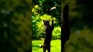 black cat is jumping to catch the butterfly#catjumping #kittenjumping #shortsfeed #viral #shortsfeed