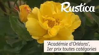 Académie d'Orléans, un rosier premier prix toutes catégories à Bagatelle