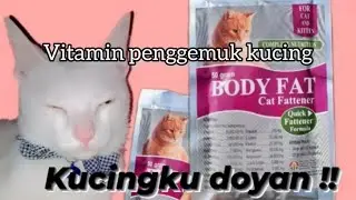 BODY FAT vitamin penggemuk kucing dalam waktu 14 hari????
