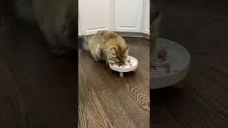 Upgrade Your Cat's Bowl with This Ceramic Slow Feeder #cat #cats #catlover #pets