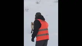 кормлю лису с руки.