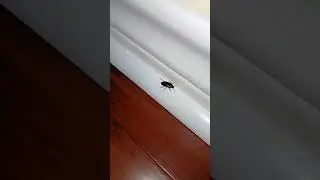 🐞🪲🐛#insects #insect #bug #nature #shorts #short #birds #bird #birdwatching #birdenthusiast #bugs