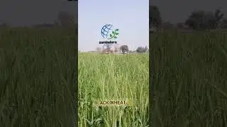 black wheat 🌾#kali Gundam#کالی گندم#rahim yar Khan