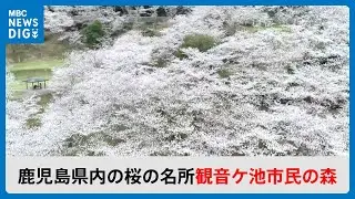 いちき串木野市・観音ケ池市民の森(MBCニューズナウ 2024年4月3日放送)