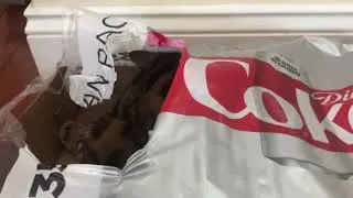 Randy the Bengal cat purring in Diet Coke box