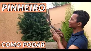 Como podar pinheiro em formato de cone!