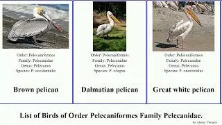 Birds of Order Pelecaniformes Family Pelecanidae pelican