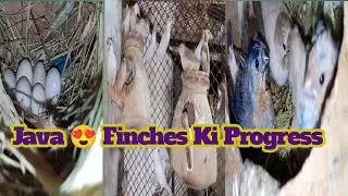 Finches Java Sparrow breeding Progres Update Weekly 🥚🐥 @Havenbirds