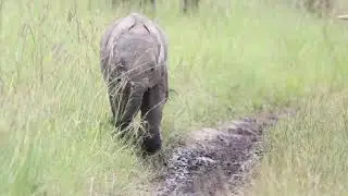 Baby elephant running to mama