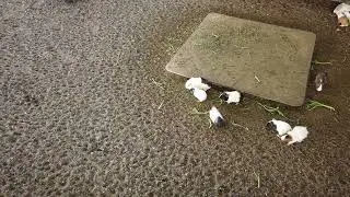 Rabbits.