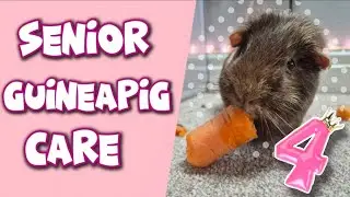 Caring for senior guineapigs