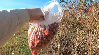 Run to the rosehip!