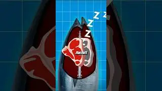 Как рыбы спят, не умирая 🐠💤 #спасение #животные