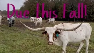 Fall Calving Season: Meet Our Expecting Longhorn Mamas. #cow #cattle #farming
