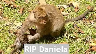No Million Crying-Hungry | Baby Monkey Daniela GO AWAY | Monkey Crying