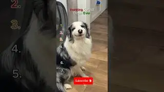 Ranking Cutest Dogs Ever!#shorts