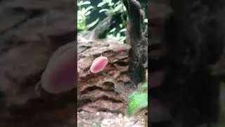 caracol planorbis