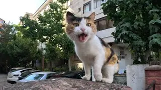 I was wrong this is the most talkative cat in Istanbul