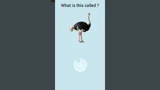 Can You Name These Birds? 🐦 | Learn English Fast
