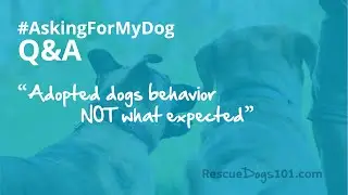 Adopted rescue dog behavior NOT what expected &ndash;QA #AskingForMyDog