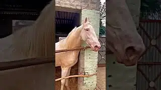 Badshah champion 🏆 Horse attitude viral video 🔥🔥🔥😱😱