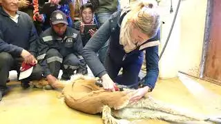 Vicu&ntilde;a shearing at Picotani, Peru
