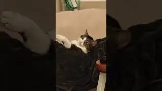Menko the Cat Really Made Herself at Home On Top of Leah the Human