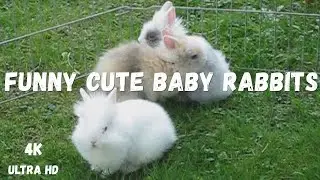 BEST OF FUNNY CUTE BABY RABBITS#4k#viral#video#funny#cute#animals#viralvideo#baby#babyrabbit#rabbit
