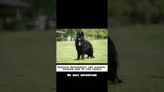 Three German Shepherds Walking Together | Rare, Expensive & Loyal Breed