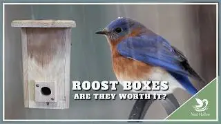Is a Bluebird Roost Box Better Than a Nest Box for Winter?