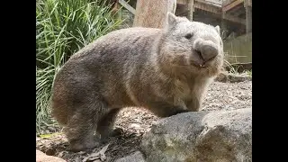 Mike Express visit to Blackbutt Native Australian Animals