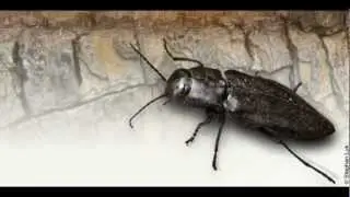 Was It Designed? The Sensors of the Black Fire Beetle