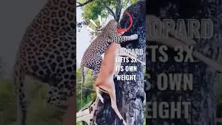 Leopard Climbing tree with 3x Its Own Weight!