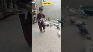 Bohat hi payra kaboter pakra #pegeon #pigeon #mom #keşfet #pigeonkabutar #pigeonbird #pegeonlover