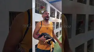 Bird reproduction process