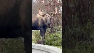 Stared down by a bull moose in Alaska #shorts #wildlife #nature #short #subscribe #like