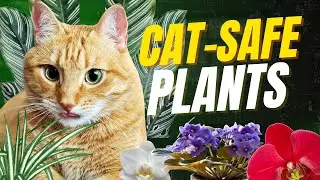Safe Plants for Cats &mdash; Approved by Mr. Kitskin