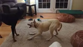 Adoptable Rescue Dog - Ginna #ophrescue