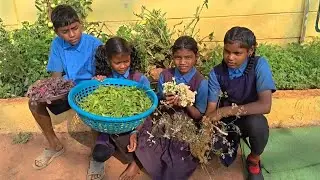 हमारे किचेन गार्डनmsपंडरीपानी का पालक भाजी,लाल भाजी, गोभी 🌿🍂🍅बच्चों का मेहनत और सकारात्मक सोच का फल🌿