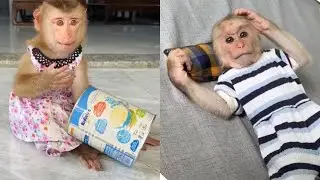 monkey Tina discovers that the milk has run out, and there's no more milk for Xuka to drink.