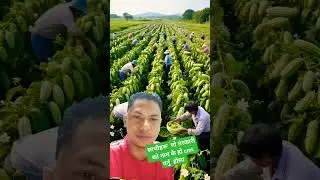 #agriculture #fly #fruit #vegetables #farmer #garden #yotubeshorts #trending #trendingshorts #agri