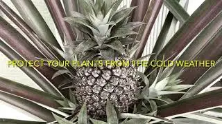 WINTER CARE, COVER YOUR OUTDOOR PINEAPPLE PLANTS
