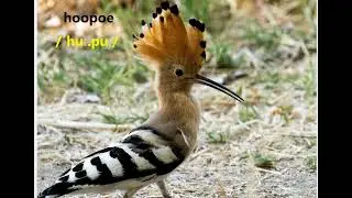 how to say Hoopoe?