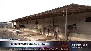 Фермеры Шымкента обязаны регистрировать скот через приложение «Төрт түлік»