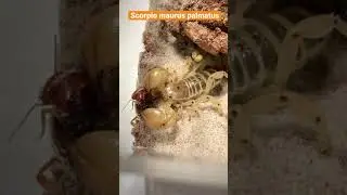 &ldquo;Get over here!&rdquo; - Scorpio maurus palmatus (Israeli Gold Scorpion)